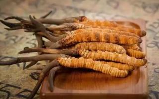 冬蟲(chóng)夏草是新的好還是陳的好，冬蟲(chóng)夏草是新鮮的好還是曬干的好