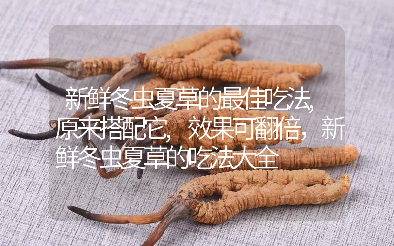新鮮冬蟲夏草的最佳吃法,原來搭配它,效果可翻倍，新鮮冬蟲夏草的吃法大全