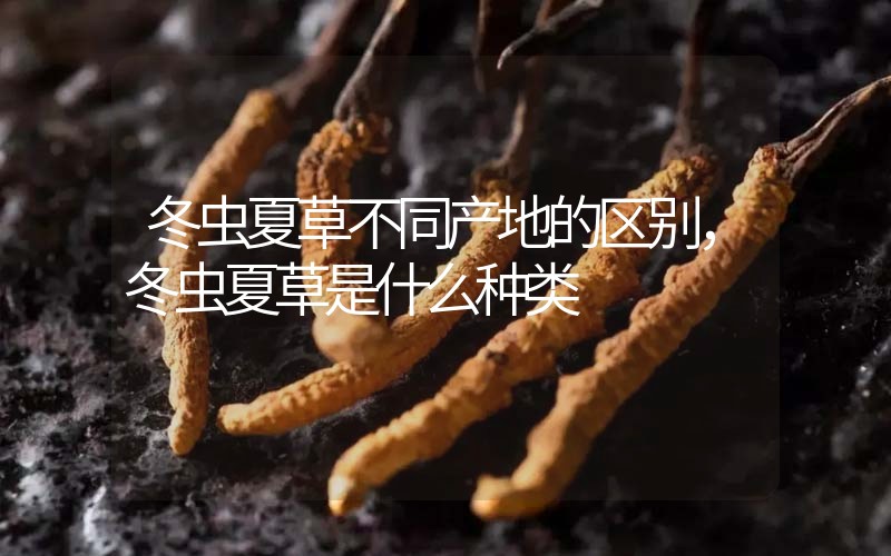 冬蟲(chóng)夏草不同產(chǎn)地的區(qū)別，冬蟲(chóng)夏草是什么種類