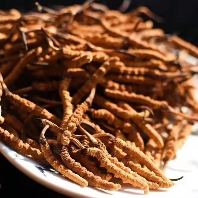 冬蟲夏草為什么這么貴呢？有便宜的能買嗎