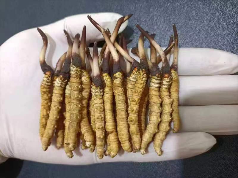西藏那曲的冬蟲(chóng)夏草多少錢(qián)一克呢？如何判斷真假