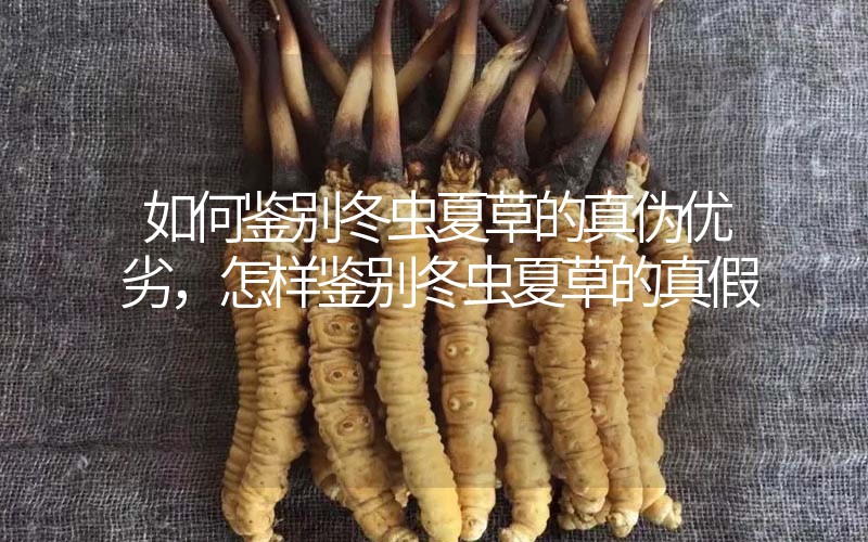如何鑒別冬蟲夏草的真?zhèn)蝺?yōu)劣，怎樣鑒別冬蟲夏草的真假