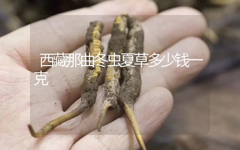西藏那曲冬蟲夏草多少錢一克？