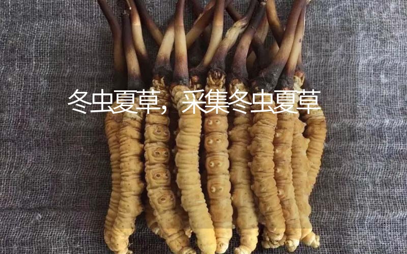 冬蟲(chóng)夏草采挖時(shí)間，什么時(shí)候采集冬蟲(chóng)夏草