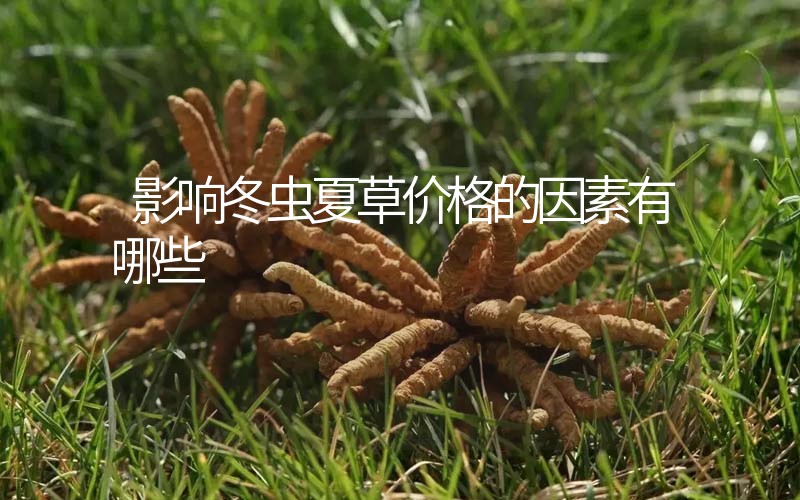 影響冬蟲夏草價(jià)格的因素有哪些？
