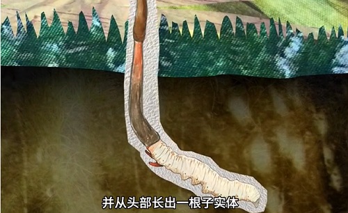 冬蟲夏草到底是蟲還是草？你猜到了嗎？