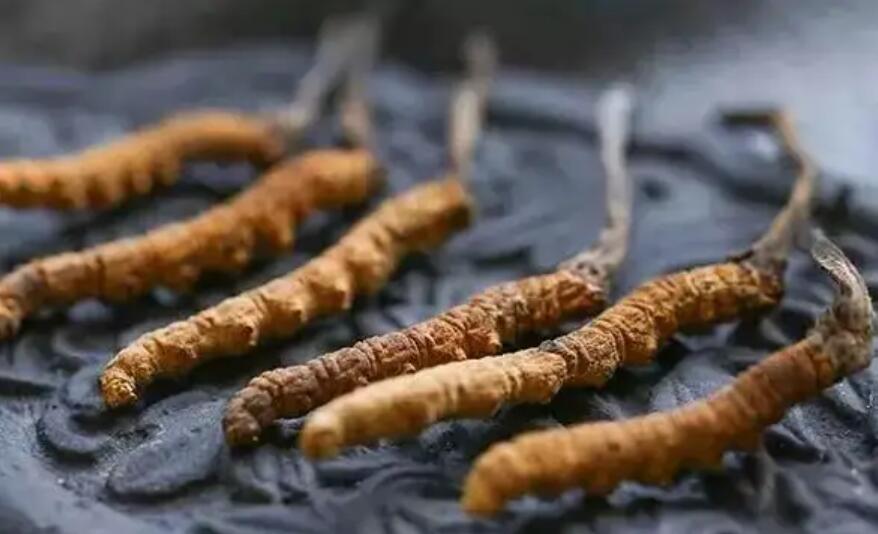 頭期冬蟲夏草、中期蟲草和末期蟲草，應(yīng)該如何選擇？