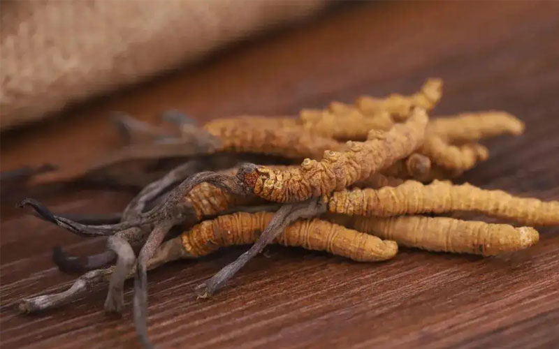 冬蟲夏草怎樣吃效果好？冬蟲夏草的食用方法！