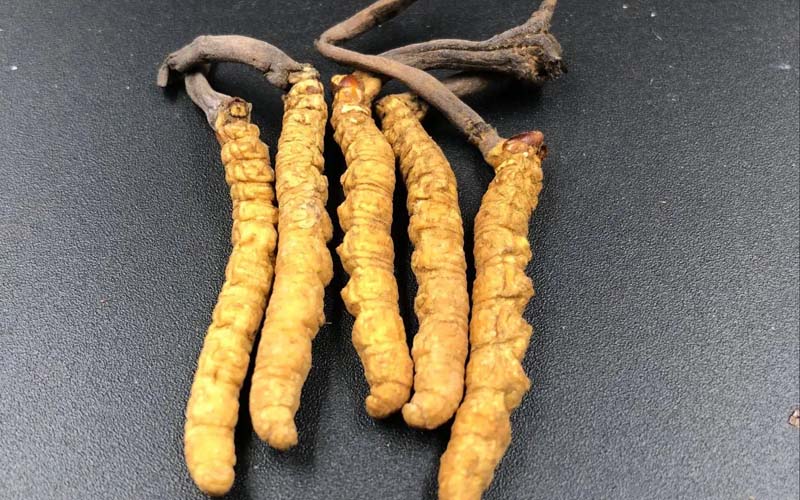 吃冬蟲夏草有沒有副作用？