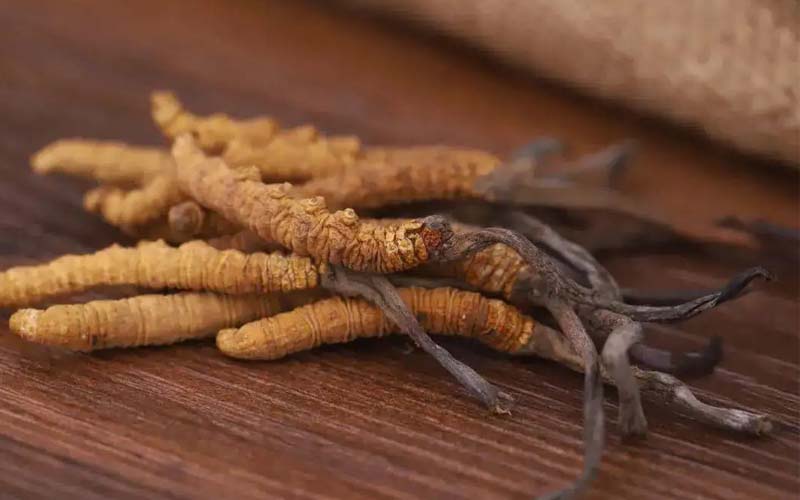 西藏的冬蟲(chóng)夏草作用如何？