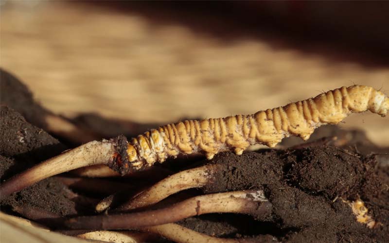 為什么有的人吃蟲草沒有效果？