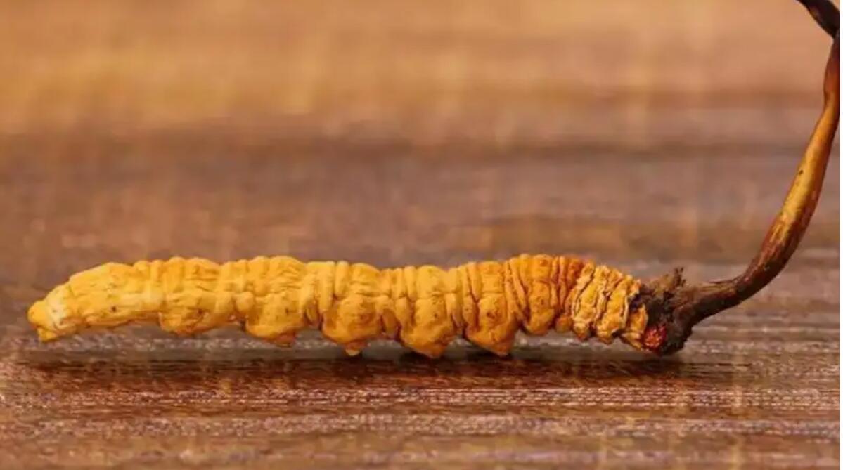 冬蟲(chóng)夏草普洱茶效果好嗎？