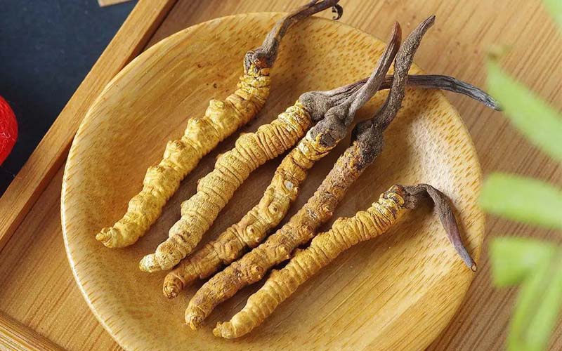 冬蟲夏草作用可以調(diào)節(jié)身體肝臟功能嗎？