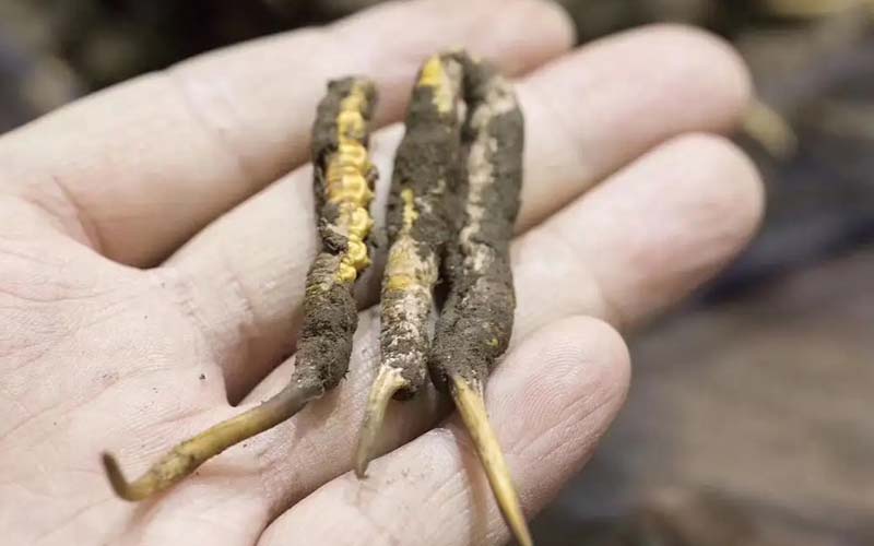 冬蟲夏草膠囊怎么吃?