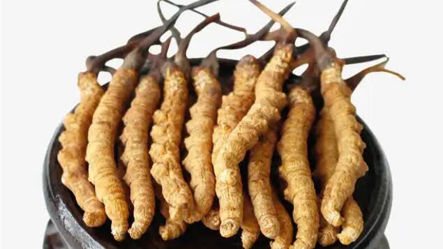 四川冬蟲夏草產(chǎn)地分布在哪？