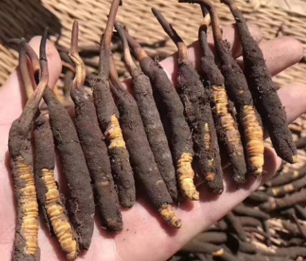 <a href=http://m.eaebo.com/xinxian/ target=_blank class=infotextkey>新<a href=http://m.eaebo.com/xinxian/ target=_blank class=infotextkey>鮮冬蟲夏草</a></a>