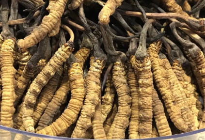 吃冬蟲夏草會出現(xiàn)過敏情況嗎？冬蟲夏草適合什么人吃？