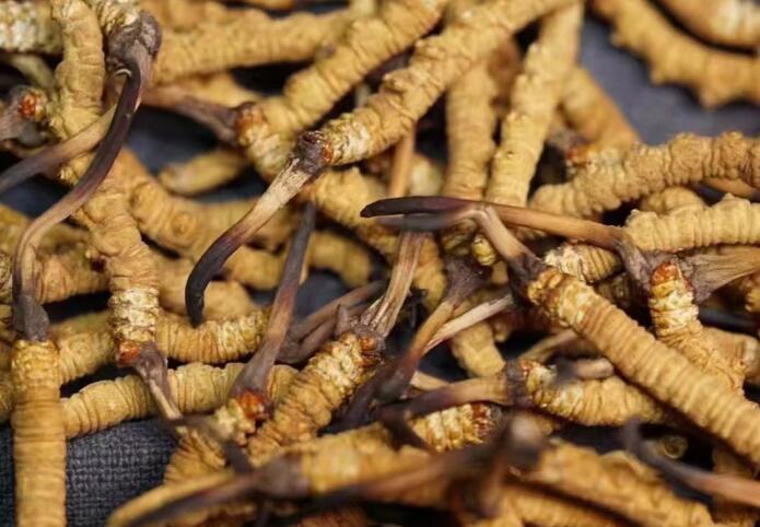 <a href=http://m.eaebo.com/ target=_blank class=infotextkey>冬蟲(chóng)夏草</a>