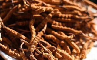 關(guān)于冬蟲夏草食用的一些問(wèn)題解答？
