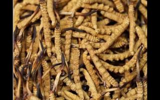 食用冬蟲夏草不能忽視量效關(guān)系？