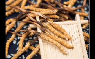 冬蟲夏草哪個(gè)產(chǎn)區(qū)的好？