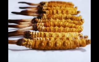 2023新鮮冬蟲(chóng)夏草在哪買(mǎi)？