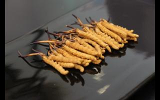 冬蟲夏草冷凍起來可以保存多久？