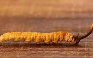 冬蟲(chóng)夏草斷草和整根有何區(qū)別？