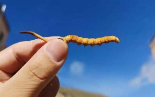 冬蟲夏草比較好的保存方法是什么？