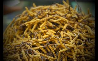 網(wǎng)上購(gòu)買的冬蟲夏草為何如此便宜？