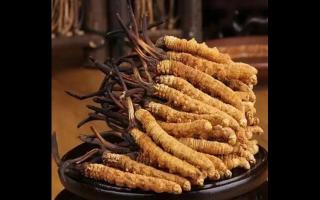 假的冬蟲(chóng)夏草都是用什么做的呢？