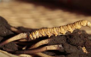 2023冬蟲夏草如何買？那曲源頭直銷，品質(zhì)放心！