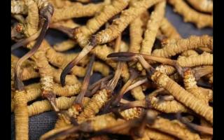 冬蟲夏草的產(chǎn)量為何一年不如一年呢？