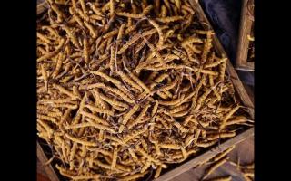 冬蟲夏草為何需要整條服用？