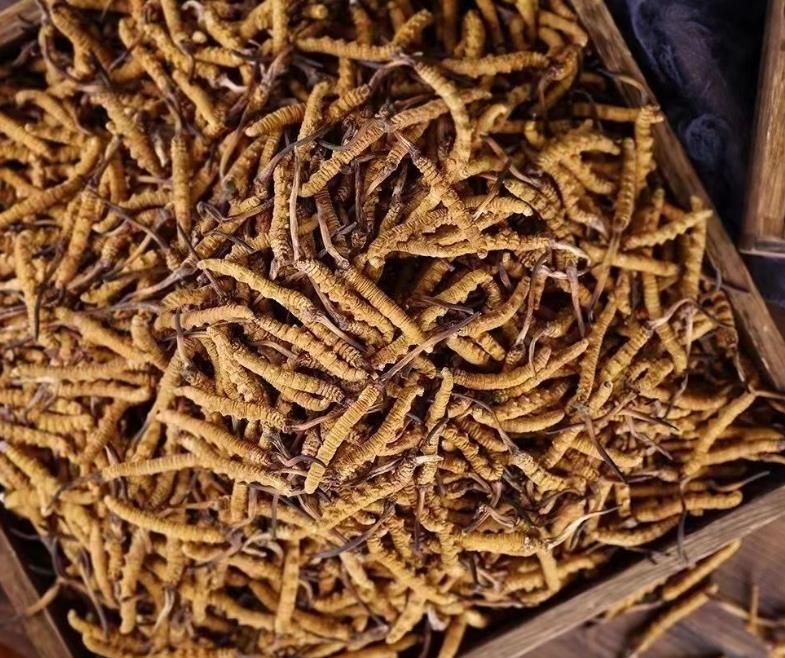 冬蟲夏草和白蟲草有什么區(qū)別？