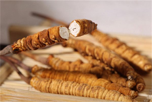 冬蟲(chóng)夏草可以直接食用嗎？直接生吃無(wú)法發(fā)揮冬蟲(chóng)夏草藥理作用