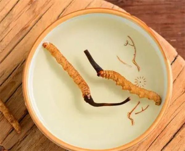 老人怎樣服用冬蟲夏草？