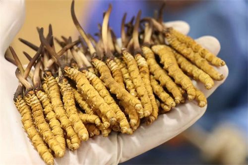 冬蟲(chóng)夏草價(jià)格為多少？冬蟲(chóng)夏草2023價(jià)目表