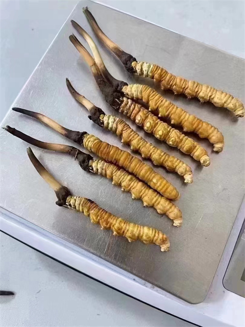 冬蟲夏草煮還是泡好？兩種食用方法的對比分析