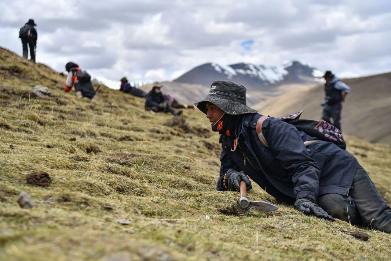 2.99萬公斤！那曲市冬蟲夏草產(chǎn)量創(chuàng)新高