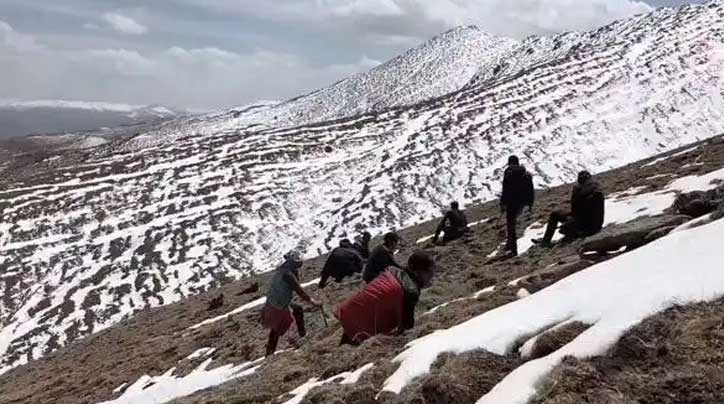 冬蟲(chóng)夏草：青藏高原的生命奇跡與現(xiàn)代健康探索