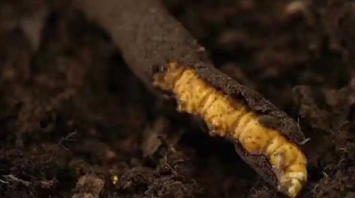 冬蟲夏草：高原之靈，健康之謎