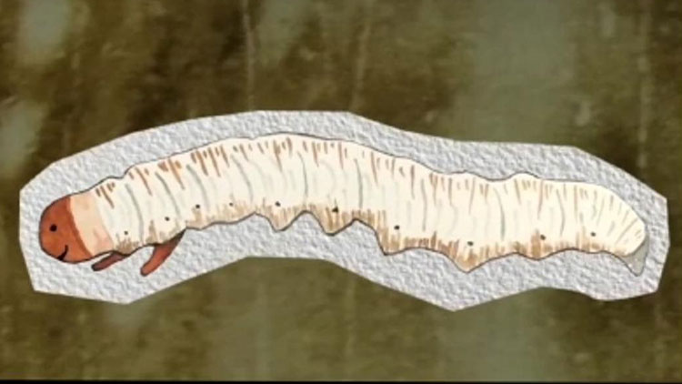 那曲蟲草哪些人最適合吃？