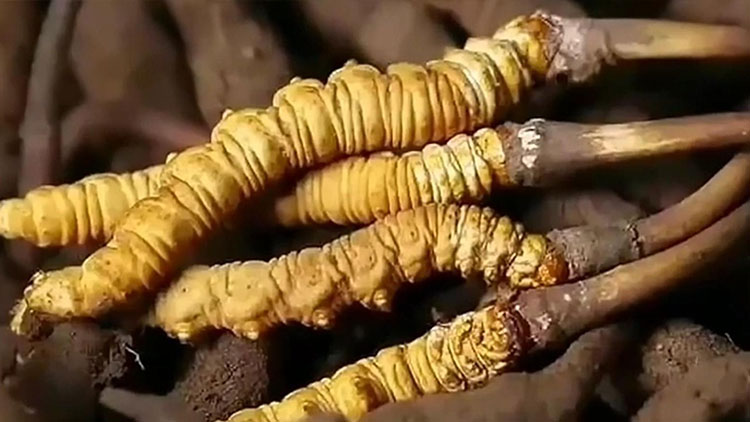  那曲蟲草市場(chǎng)亂象揭秘：如何避免買到假貨？