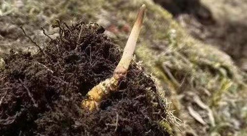  <a href=http://m.eaebo.com/xinxian/ target=_blank class=infotextkey>鮮冬蟲夏草</a>的多樣食用方法