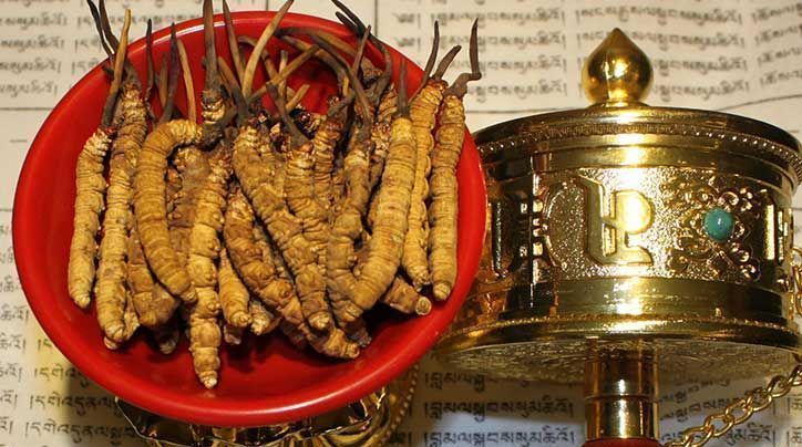 <a href=http://m.eaebo.com/ target=_blank class=infotextkey>那曲<a href=http://m.eaebo.com/ target=_blank class=infotextkey>冬蟲夏草</a></a>的有哪些藥用價值