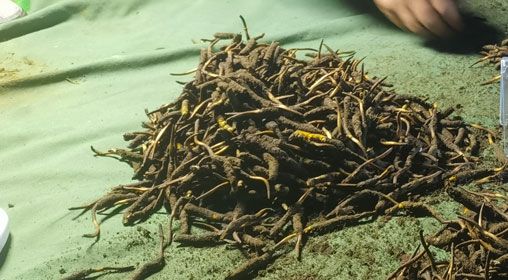 <a href=http://m.eaebo.com/xinxian/ target=_blank class=infotextkey>鮮冬蟲夏草</a>的正確食用方法指南