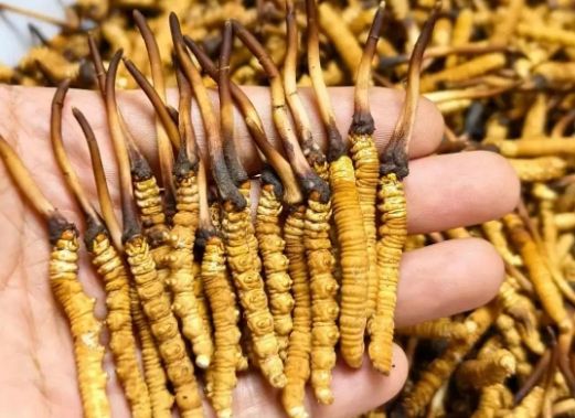 <a href=http://m.eaebo.com/sdph/zcw/ target=_blank class=infotextkey>珍草王冬蟲夏草</a>是真的嗎？