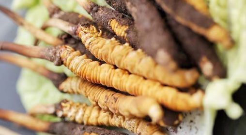 <a href=http://m.eaebo.com/xinxian/ target=_blank class=infotextkey>鮮冬蟲夏草</a>功效與食用方法詳解