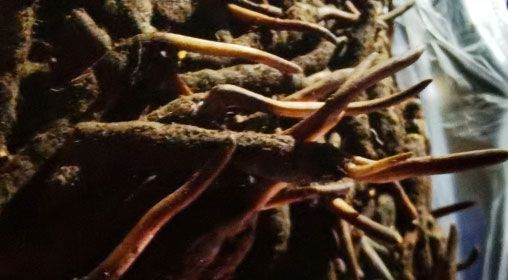 <a href=http://m.eaebo.com/xinxian/ target=_blank class=infotextkey>新<a href=http://m.eaebo.com/xinxian/ target=_blank class=infotextkey>鮮冬蟲夏草</a></a>的多種食用方法